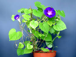 Image result for Ipomoea venosa