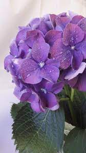 The professional florists at landmark florist are dedicated to designing stunning, quality arrangements we're in a position to send flower shop alexandria va to any dwelling or residence in the area. About Us