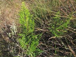 Image result for Cheilanthes quadripinnata