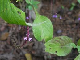 Image result for Striga aspera