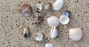 Langkawi airport hotels and map. The Best Desaru Coast Nature Wildlife Tours Anantara Malaysia