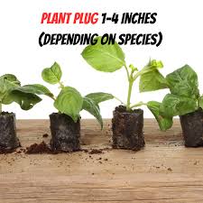 Image result for Faroa involucrata