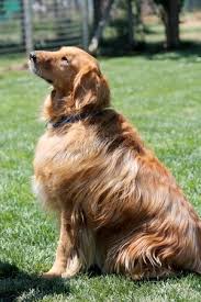 I moved on from the kennel in october 2012 for more personal one on one. This Is Ned 8 Yrs He Has Lived As An Outside Dog Is Learning To Live Indoors He Gets Along With Cats Kids Bu Outside Dogs Dog Lovers Golden Retriever