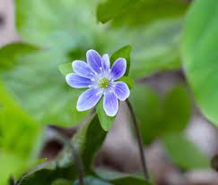 Image result for Hyparrhenia figariana