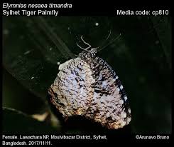 Image result for Nesaea heptamera