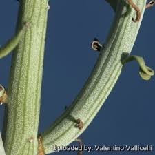 Image result for Senecio hochstetteri