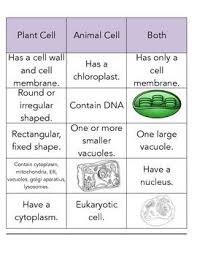 Do animal cells have a fixed shape. Plant And Animal Cell Sort Animal Cell Plant And Animal Cells Cell