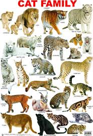 Tigers Are The Largest Member Of The Cat Family Cat Family Click Image To Close Cat Breeds Chart Animals Wild Animals