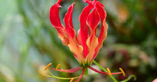 16 Of The Rarest Flowers On Earth