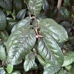 Image result for Elaeodendron croceum