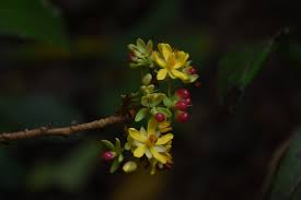 Image result for Campylospermum