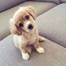 Puppy Stare Cute Animals Dog Puppy Animal Pets Funny Animals Aborable Cute Baby Animals Cute Dogs Cute Animals
