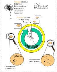 In plant cell division of cytoplasm occurs by. Cell Division
