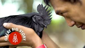 If you know what they do to get those chickens in your mc. This Chicken Is Entirely Black From Beak To Bone Youtube