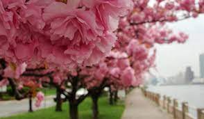 Check spelling or type a new query. 8 Best Spots In Nyc To See Spring S Gorgeous Cherry Blossoms Secret Nyc
