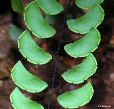 Image result for Adiantum patens