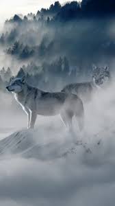 Fondo De Lobo 24 Fondo De Pantalla Lobo Fondos De Pantalla De Invierno Lobos