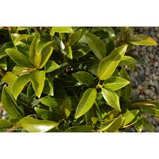 Image result for Ficus obliqua