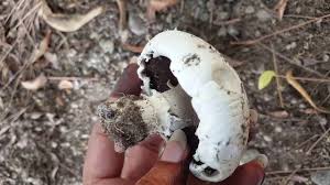 ٢.١ غطاء أو قلنسوة الفطر. Ù†ÙˆØ¹ Ù…Ù† Ø§Ù†ÙˆØ§Ø¹ Ø§Ù„ÙØ·Ø± Ø§Ù„Ø¨Ø±ÙŠ Ø§Ù„ØºÙŠØ± ØµØ§Ù„Ø­ Ù„Ù„Ø£ÙƒÙ„ Youtube