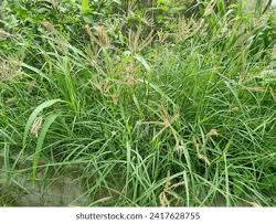 Image result for Chloris gayana