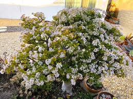 Image result for Crassula vaginata