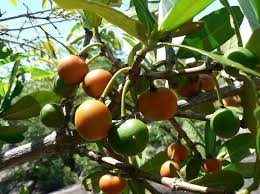 Image result for Garcinia livingstonei