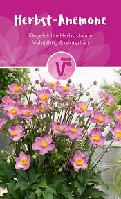 Ohne winterschutz halten es die meisten arten nur ausgepflanzt im garten aus. Herbst Anemone Mehrjahrige Winterharte Pflanze Pflegeleichte Herbststaude Blumen Fur Garten Blumen Fur Garten Anemone Winterhart
