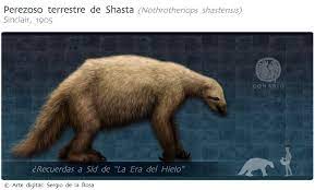 Perezoso Terrestre De Shasta Biodiversidad Mexicana