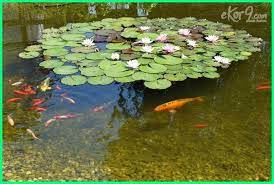 We did not find results for: 12 Tanaman Yang Cocok Untuk Kolam Ikan Koi Ekor9 Com Ekor9 Com
