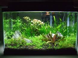 Frosty S 10 Gallon Setup The Planted Tank Forum 10 Gallon Fish Tank Fish Aquarium Decorations Nature Aquarium