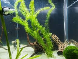 Pin On Betta