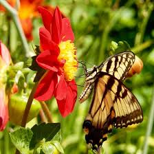 Check spelling or type a new query. Nectar Rich Flowers Attract Pollinators In Wisconsin Finegardening