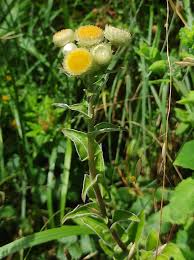 Image result for Helichrysum foetidum