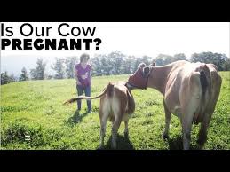 What is the gestation period of a cow or heifer? Is Our Cow Pregnant Youtube
