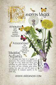 Green Witchcraft Dandelion Magick Magickal Herbs Magic Herbs Witchcraft Herbs