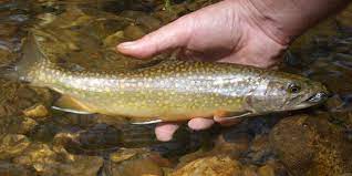 Trout born in the early spring can be ready to spawn in the same year's april hatchlings could have a tough time reaching size big enough to survive the first winter. Article