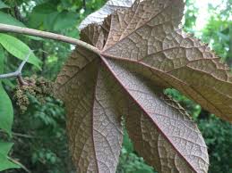 Image result for Ampelocissus