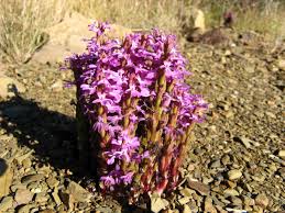 Image result for Striga gesnerioides