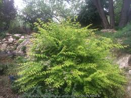 Image result for Kolkwitzia amabilis