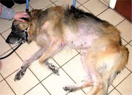 Image result for scabies dogs detail