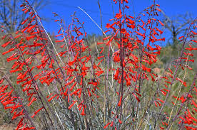 Image result for Secamone punctulata