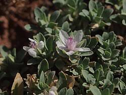 Image result for Bergia salaria