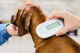 Mar 30, 2021 · the cost paid when a pet is microchipped includes the cost of the microchip, the implanter's time, as well as registration on a database for the lifetime of the pet; Pet Microchipping Redondo Beach Ca Pacific Animal Hospital