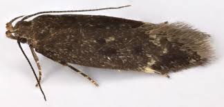 Image result for Bryotropha similis