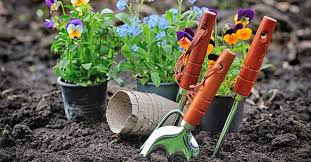 What's the difference between annual plants and perennials? Top Gardening Tips For Beginners Velcro Brand Blog