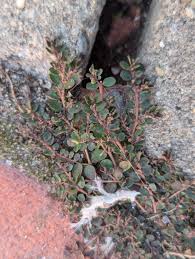 Image result for Euphorbia ophthalmica