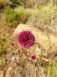 Maybe you would like to learn more about one of these? I Fiori Tipici Della Sicilia Un Mondo Da Scoprire