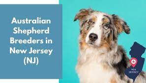 Adopt judy a australian shepherd, border collie. 7 Australian Shepherd Breeders In New Jersey Nj Australian Shepherd Puppies For Sale Animalfate