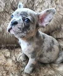 We raise top quality,100% health guarantee puppies. 900 French Bulldogs Are Amazing Ideas In 2021 Puppies Dogs French Bulldog