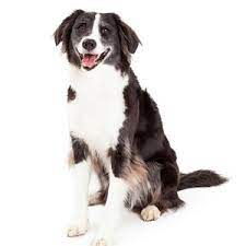 Border Collie Barking Tendencies Do Border Collie Dogss Bark A Lot
